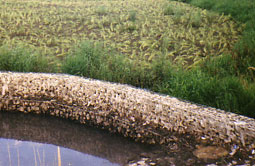 Verunreinigung des Zulaufbereichesmit Unrat bei Verwendung von Brauchwasser